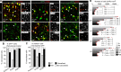 Figure 2—figure supplement 1.