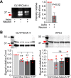 Figure 4—figure supplement 1.