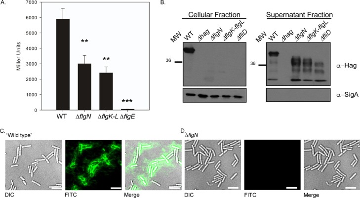 FIG 4