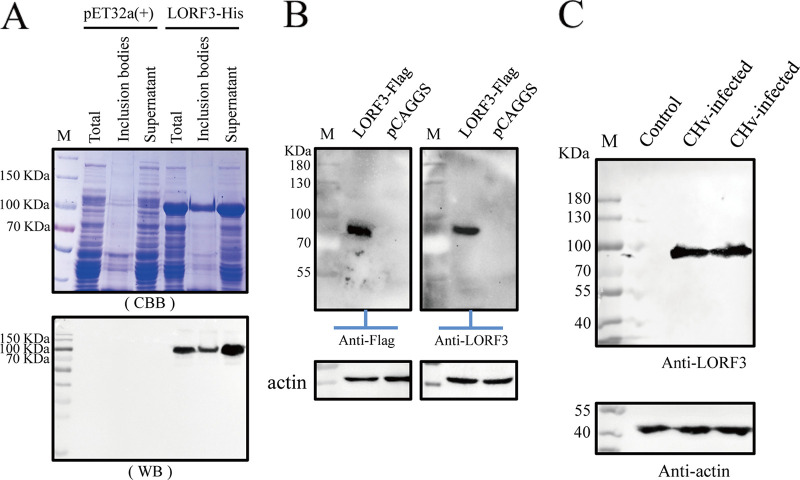 FIG 1