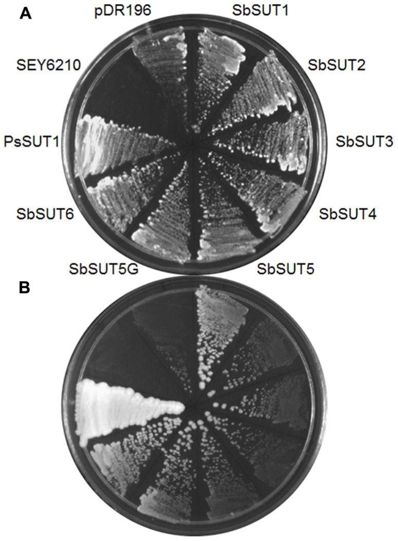 FIGURE 4