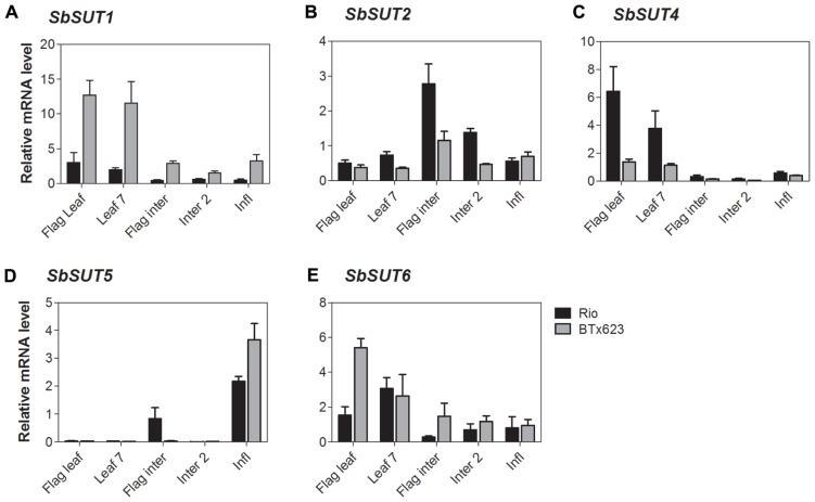 FIGURE 6