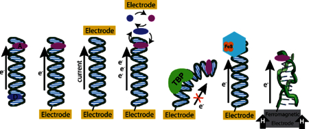 graphic file with name nihms-982338-f0001.jpg