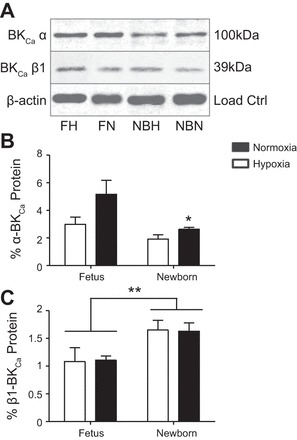 Fig. 10.