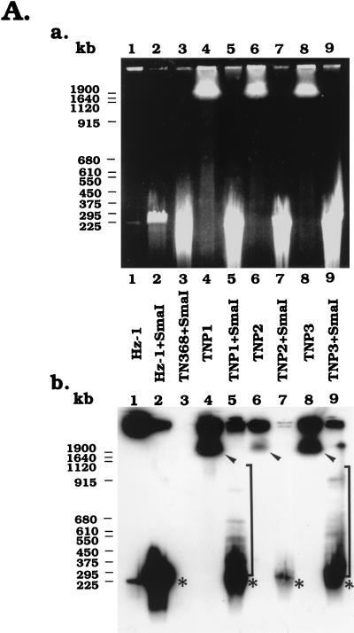 FIG. 6