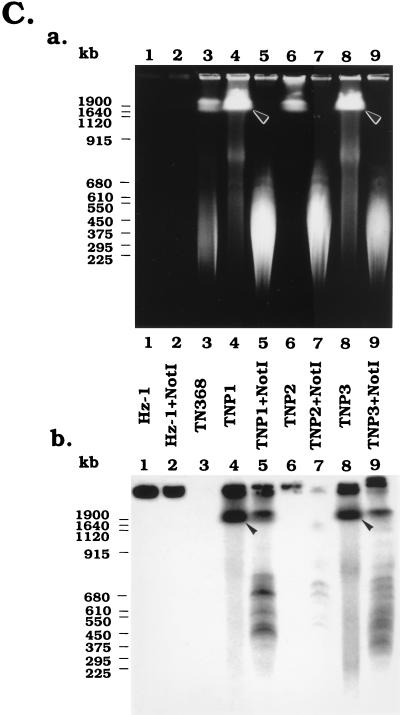 FIG. 6