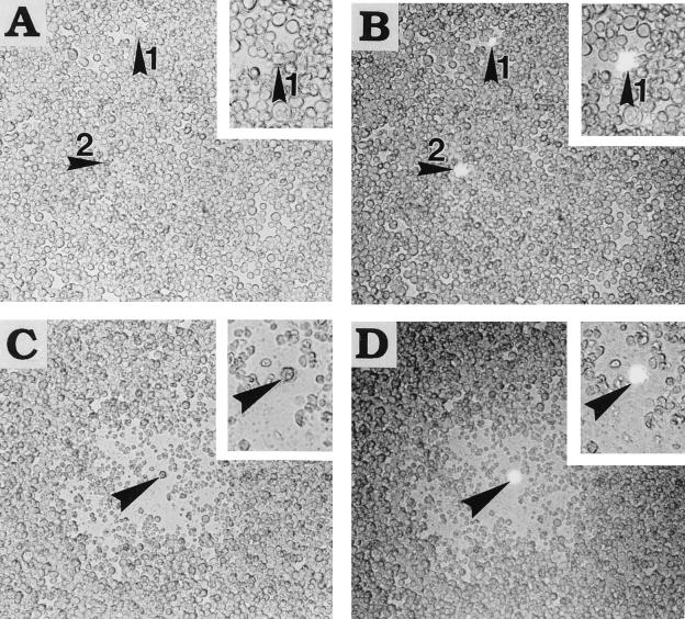 FIG. 1