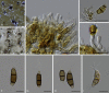 Fig. 84