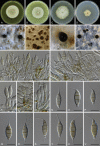 Fig. 39