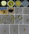 Fig. 29