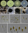 Fig. 19