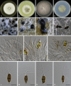 Fig. 85