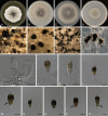 Fig. 18