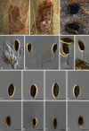 Fig. 30