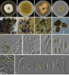 Fig. 27