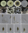 Fig. 48
