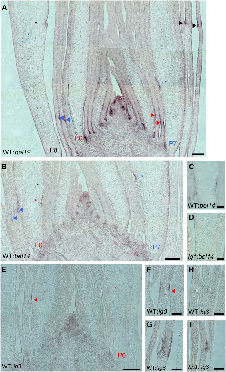 Figure 6.