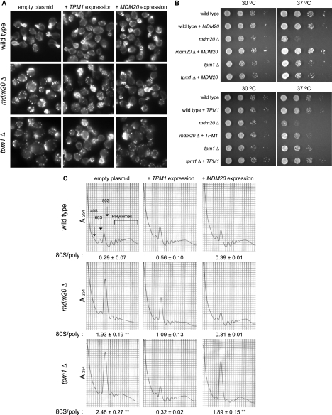 FIG. 8.