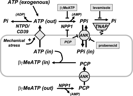 Fig. 8.