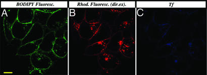 Fig. 6.