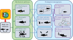 A framework for integrating the ecological consequences of warming-induced BSR.