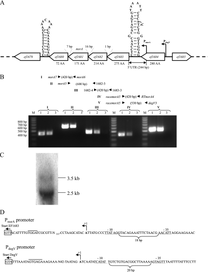 FIG. 1.