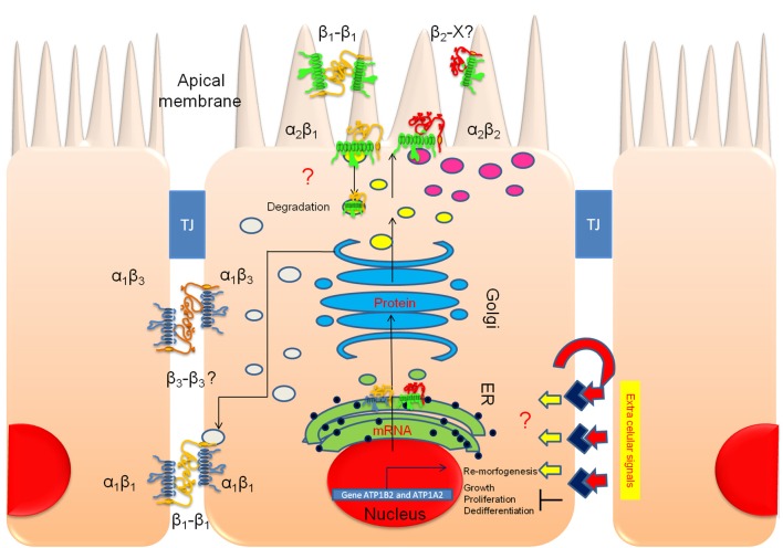 Figure 12