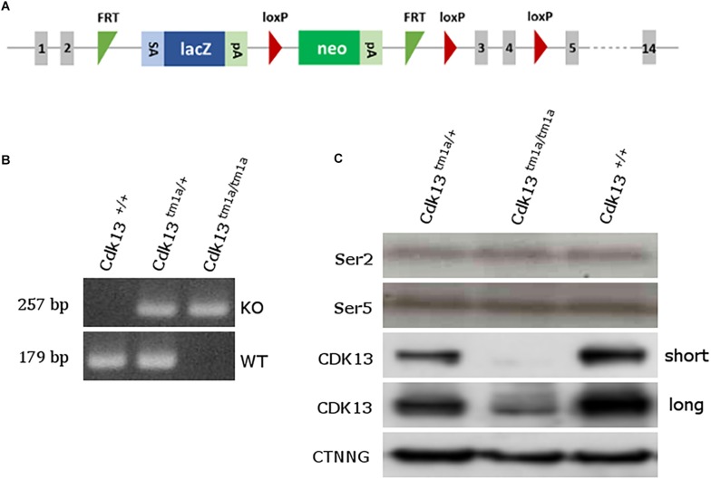 FIGURE 1