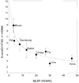 Abbreviations: mtDNA, mitochondrial DNA; MLSP, maximum life span.