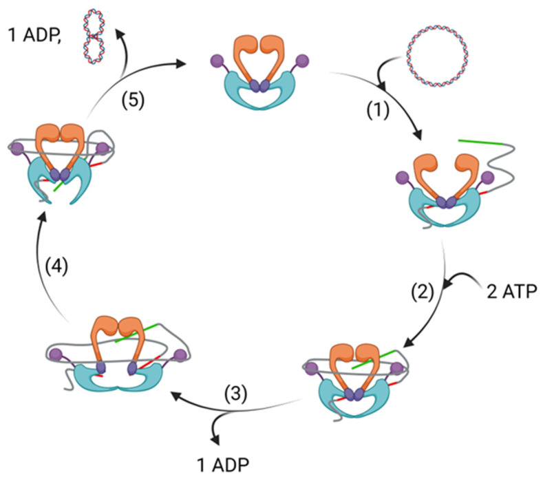 Figure 2
