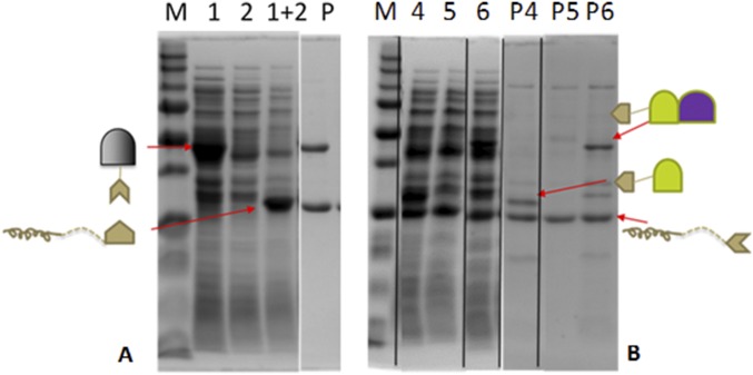 Fig. S2.