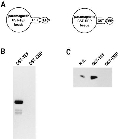 FIG. 7