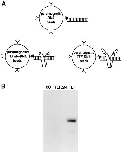 FIG. 6