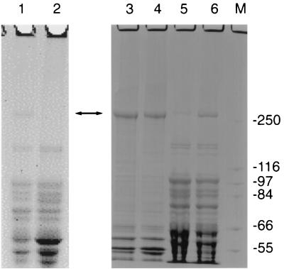 FIG. 5