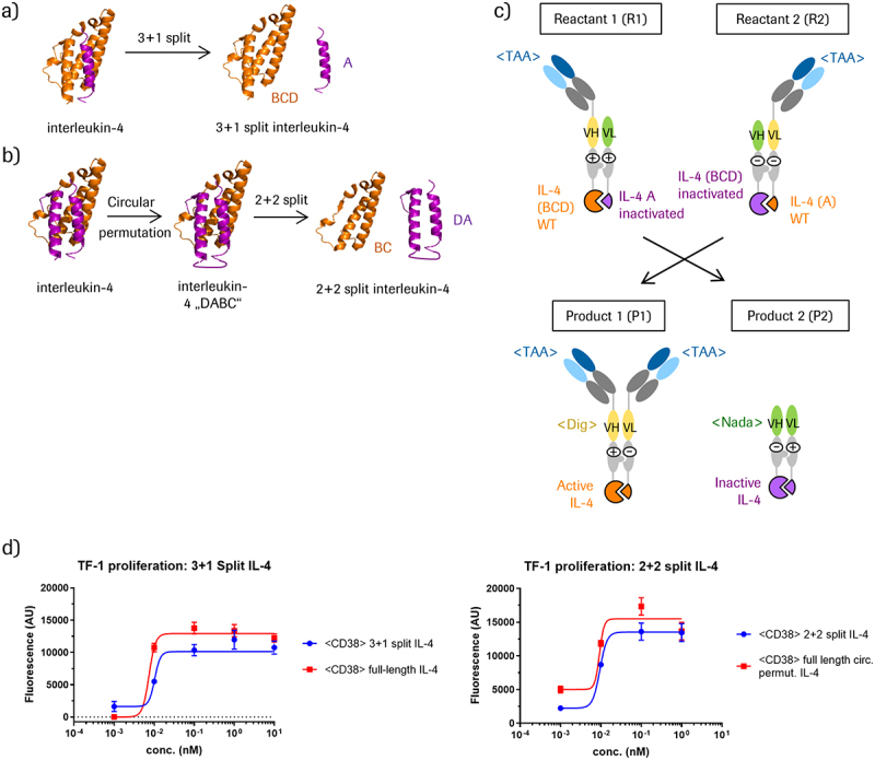 Panel A shows the structure of interleukin-4: on the left side four helices in close proximity to each other and on the right side the same helices, but with one helix termed “A” separated from the other three helices. Panel B consists of three parts: on the left side the structure of IL-4 with helices D and A colored in purple, in the middle the same structure with a linker introduced between helices D and A, and on the right side the same helices but with helices BC and DA separated from each other. Panel C shows cartoons of antibody-derived PACE educts that contain split IL-4 at their C-termini. The two educts harbor complementary inactivated split IL-4 entities, and the arrows indicate conversion of these educts into an antibody with active IL-4 as well as an inactive by-product. Panel D shows dose-response curves from TF-1 proliferation assays comparing the activities of full-length, non-split IL-4 with pre-assembled split IL-4. Both curves are very similar to each other for 3+1 split IL-4 on the left side as well as for 2+2 split IL-4 on the right side.