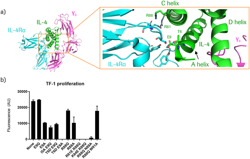 In panel A, the crystal structure of IL-4 bound to the IL-4 receptor complex is shown. A zoomed-in representation on the right side shows the location of IL-4 helices A, C, & D, and the positions of relevant amino acids that interact with the receptor. In panel B, a bar graph shows the relative activities of different IL-4 mutants. The mutations E9Q, R88Q, and R88Q W91A result in very similar activities compared to non-mutated IL-4. E9A, I5A E9Q, T6D E9Q, and R88A show reduced activities, and R88Q N89A shows very little activity. T6D E9A, R81E R88Q, and K84E R88Q show no detectable activity.