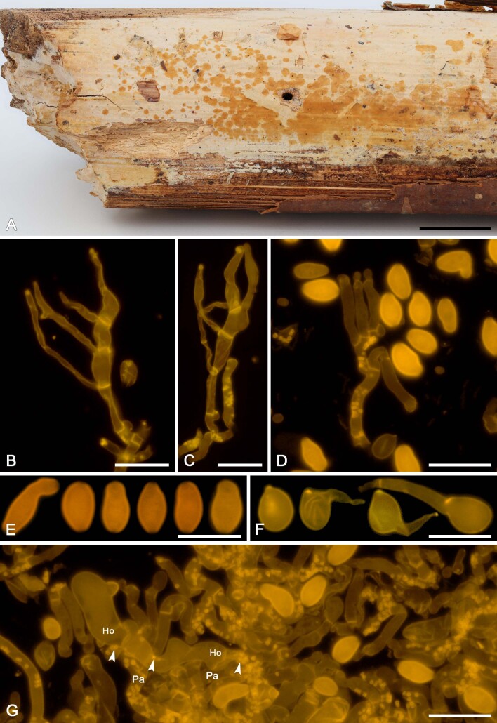 
Fig. 15
