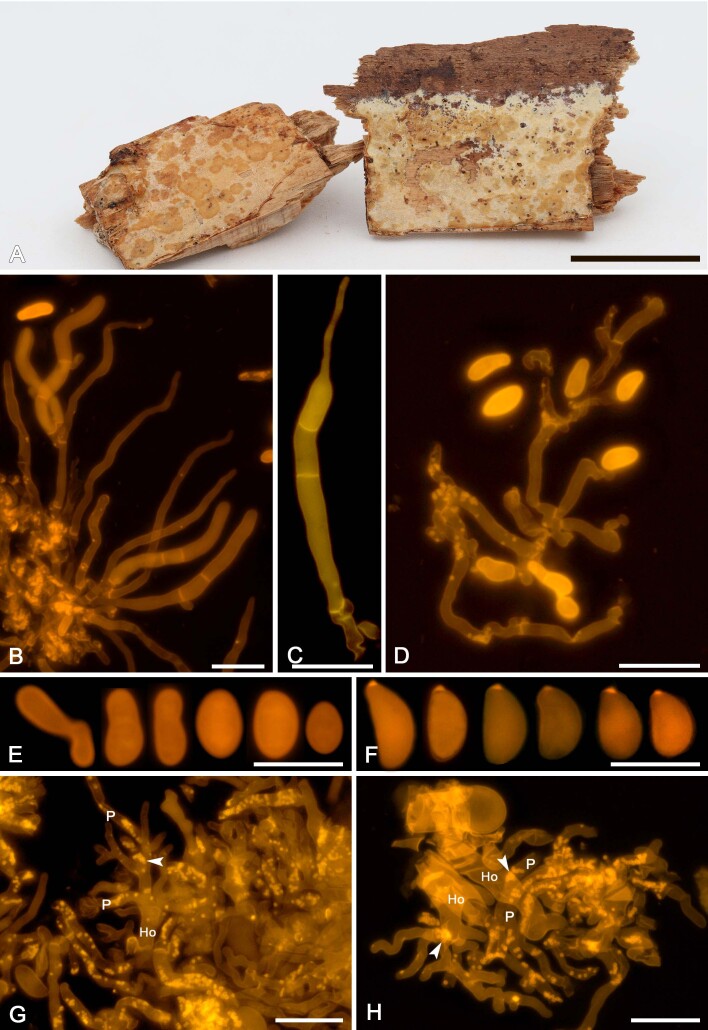 
Fig. 17
