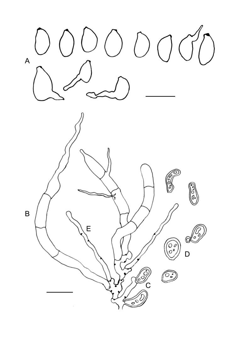 
Fig. 16
