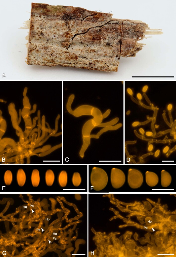 
Fig. 11
