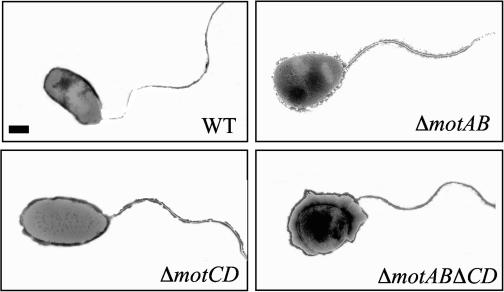 FIG. 2.