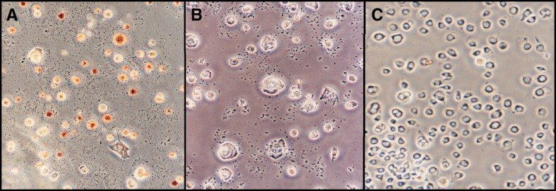 Fig. 8