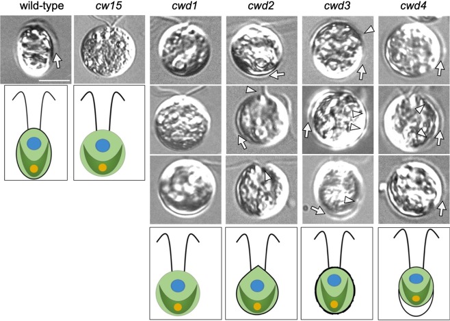 Figure 5