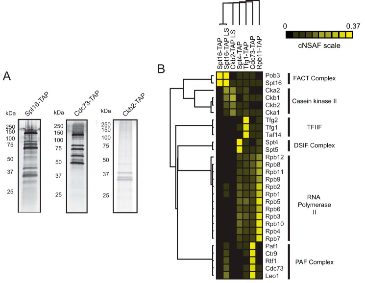 FIGURE 1.