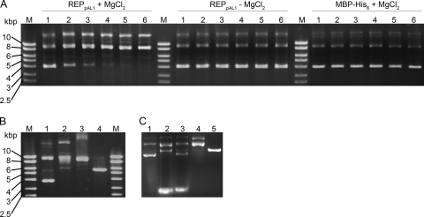 FIG. 3.