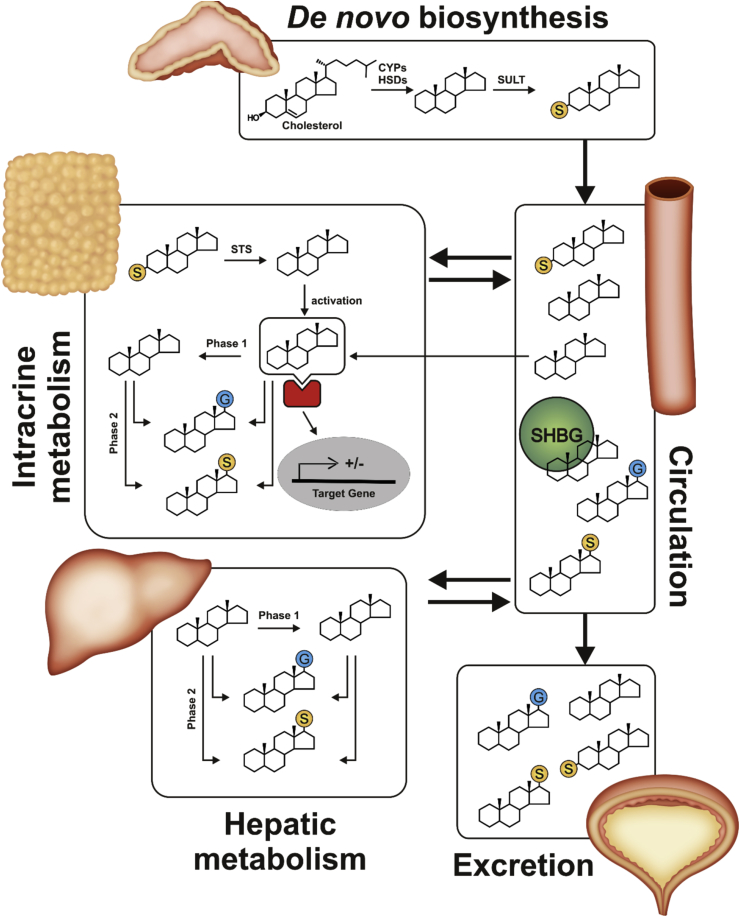 Intracrine androgen biosynthesis, metabolism and action revisited - PMC