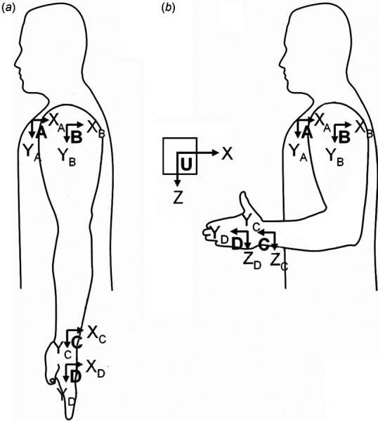 Body‐coordinate systems are defined differently for the left arm, shown here in anatomical position (a) and neutral position (b)