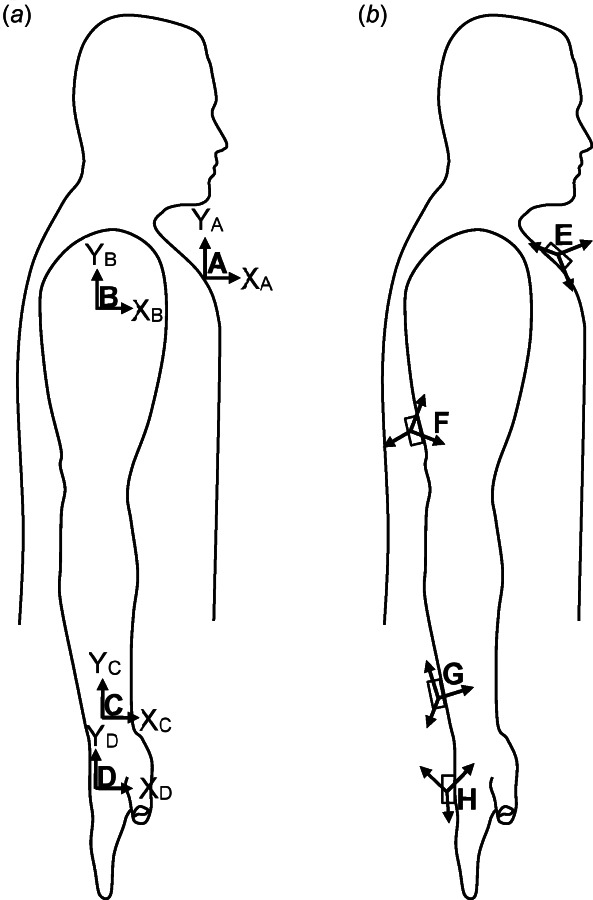 Body segment coordinate systems (BCS) and sensor coordinate systems (SCS) of the right arm are shown in (a) and (b), respectively. (a) The BCS of the thorax, upper arm, forearm, and hand align in anatomical position. (b) In general, the SCS are not aligned to each other or to their respective BCS.