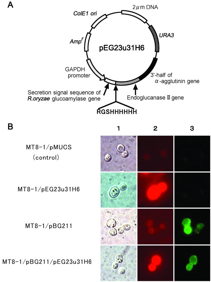 FIG. 1.