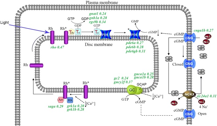 Fig. 4